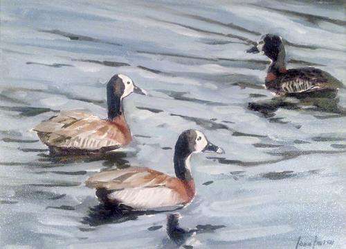 John Smith - Ducks on the pond - Beautiful painting - Low price!